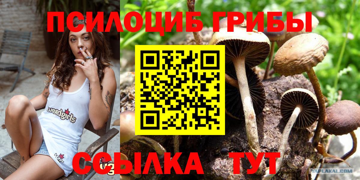 Псилоцибиновые грибы Psilocybine cubensis Александров